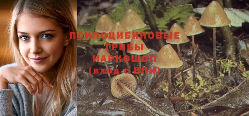 Псилоцибиновые грибы Psilocybe  как найти закладки  Дно 